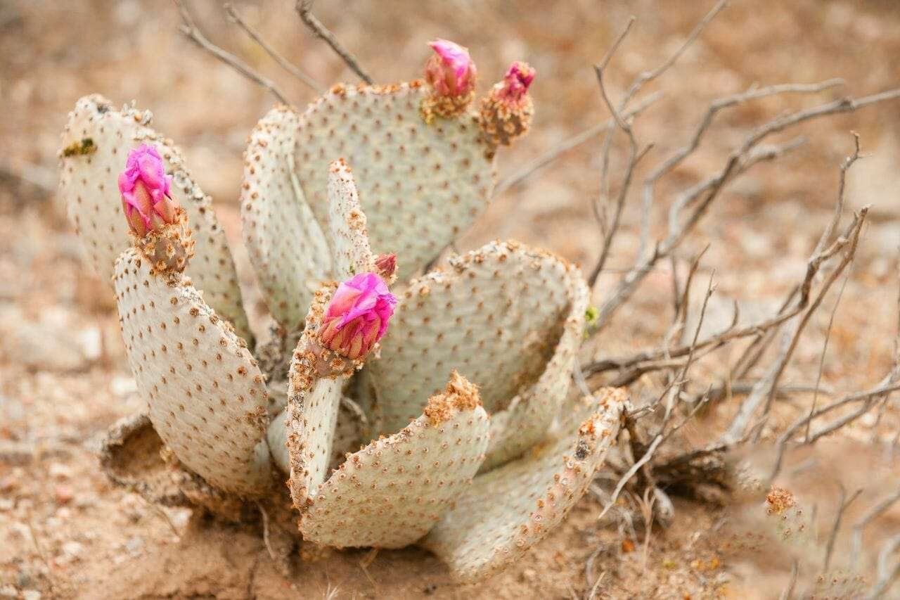 Beavertail Cactus Plant America Beavertail Cactus Plant America