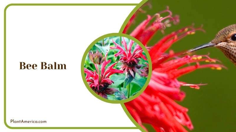 Bee Balm Attracts Hummingbirds Plant America Bee Balm Attracts Hummingbirds Plant America