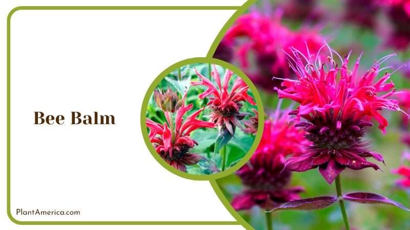 Bee Balm Fragrant Blooms Plant America