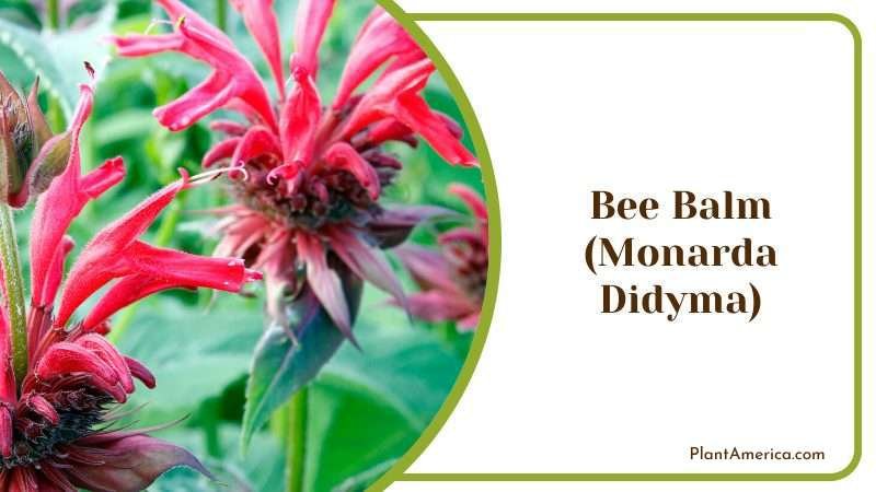Bee Balm Plant America