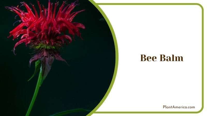 Bee Balm PlantAmerica 1