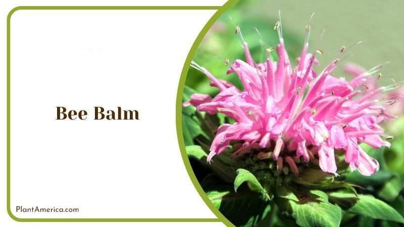 Bee Balm PlantAmerica 2 Bee Balm PlantAmerica 2