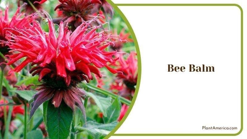 Bee Balm PlantAmerica