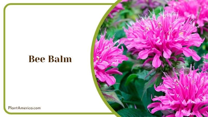 Bee Balm Specific Needs PlantAmerica