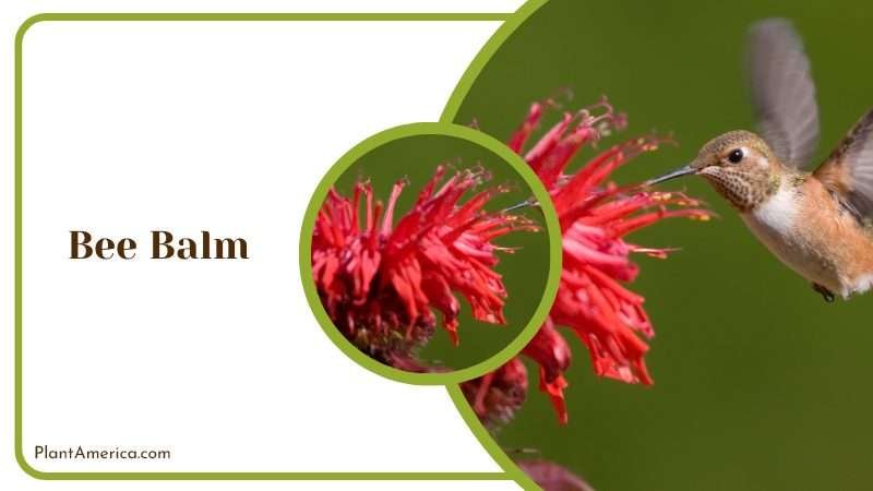 Bee Balm with Songbird Plant America