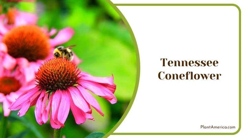 Bee on Colorful Tennessee Coneflower Plant America