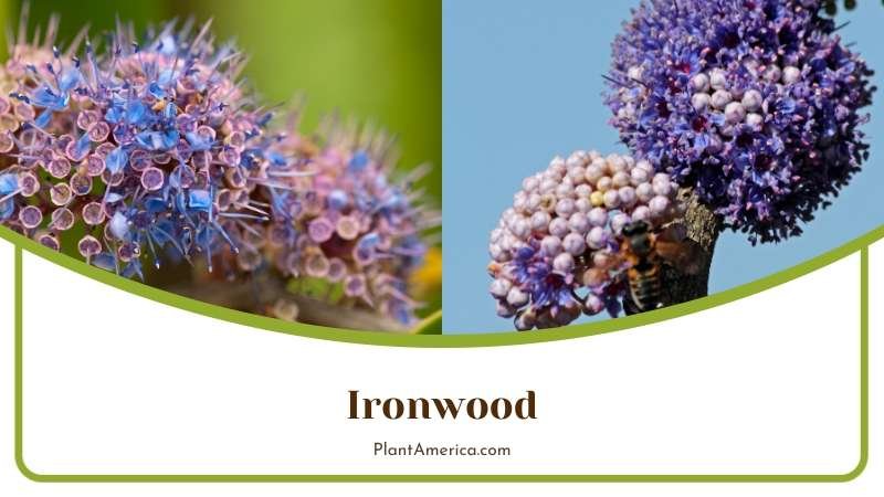 Bee on Ironwood Blossoms Plant America