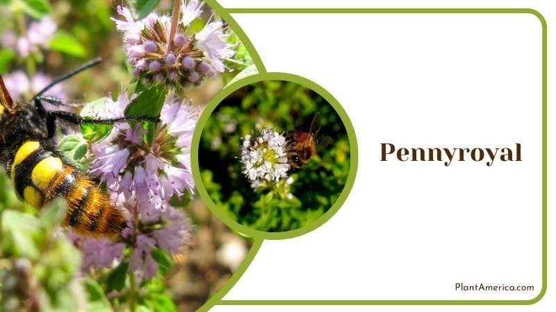 Bee on Pennyroyal Flowers PlantAmerica