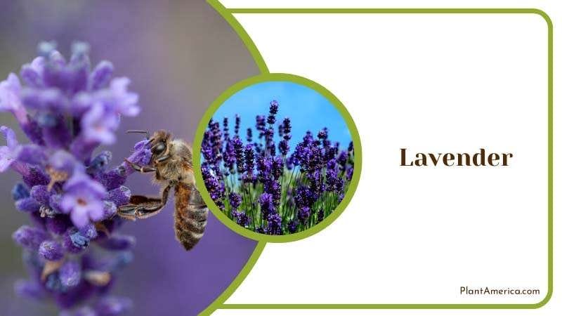 Bee on Purple Lavender Flower Plant America