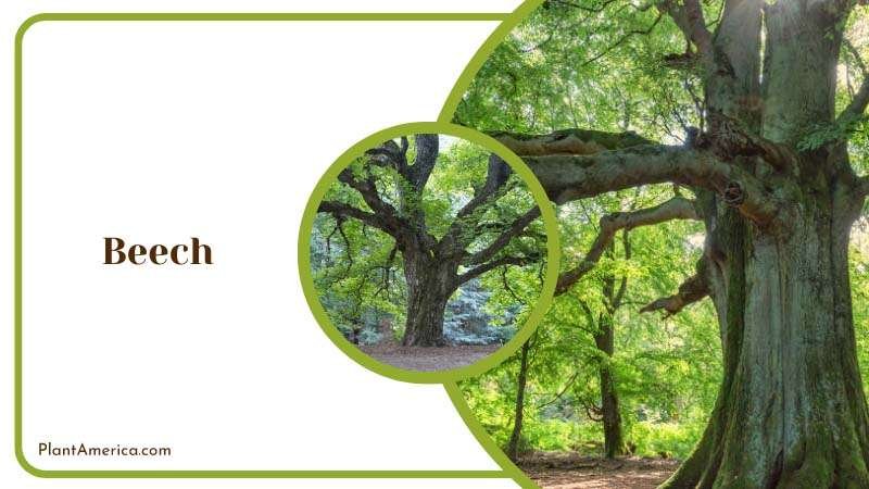 Beech need fertilization Plant America