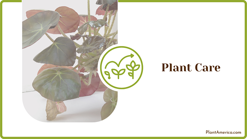 Beefsteak Begonia Care ~ PlantAmerica
