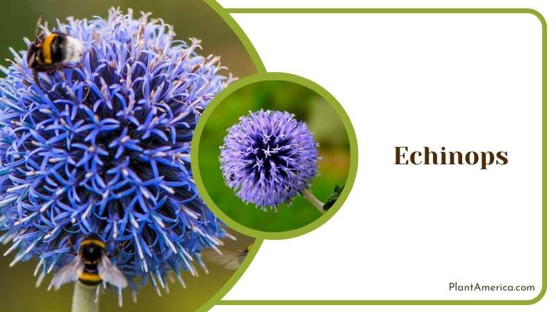 Bees on Echinops Flower Plant America