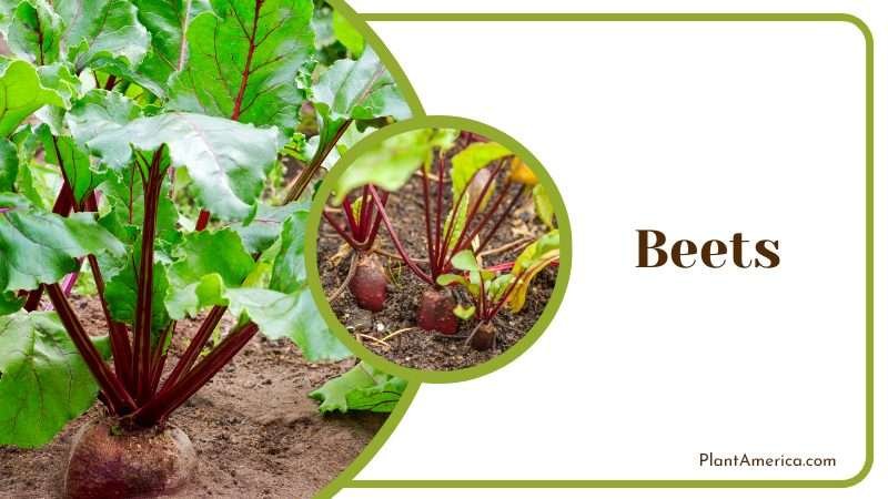 Beets avoided as neighbors for blueberries Plant America