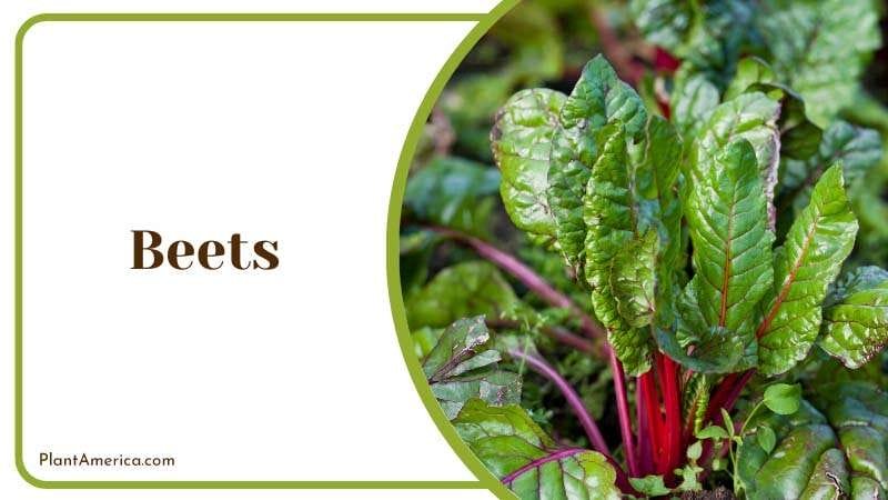 Beets should be avoided as neighbors for raspberries Plant America