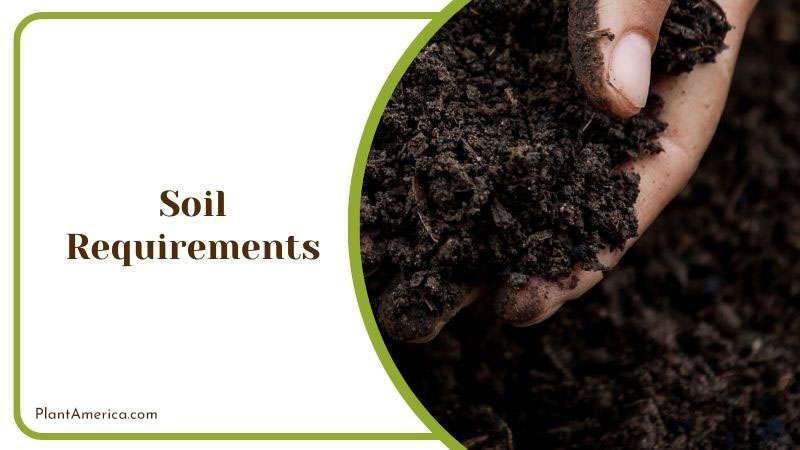 Begonia Acetosa Plant Soil Mixing ~ PlantAmerica