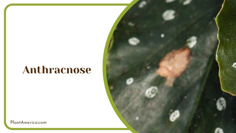 Begonia Amphioxus in Your Landscape ~ PlantAmerica