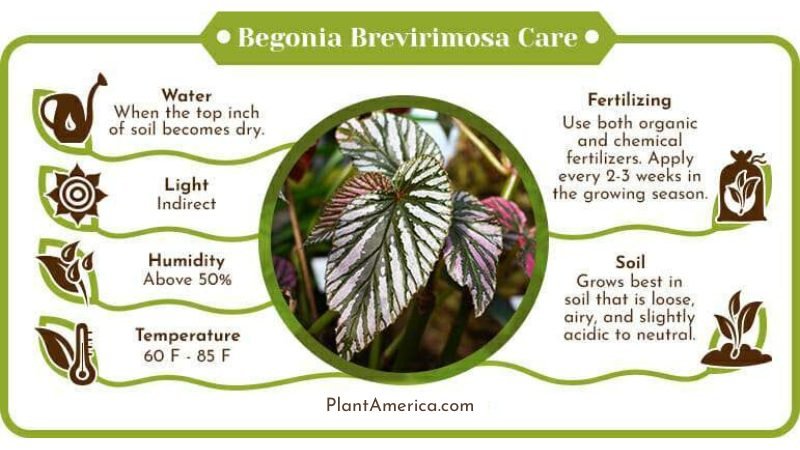 Begonia Brevirimosa Care Infographic ~ Plant America