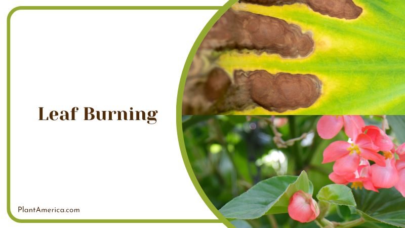 Begonia Conchifolia Burn Leaf ~ PlantAmerica
