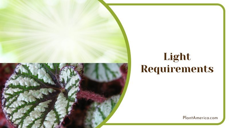 Begonia Darthvaderiana Light Requirements ~ PlantAmerica Begonia Darthvaderiana Light Requirements ~ PlantAmerica