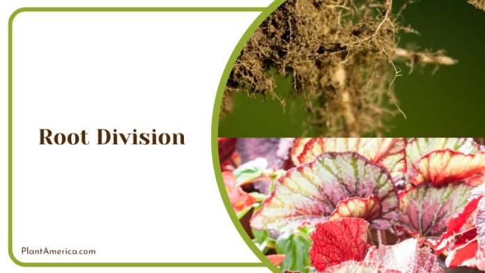 Begonia Darthvaderiana: Care and Grow Guide for the Rare Plant - Plant ...