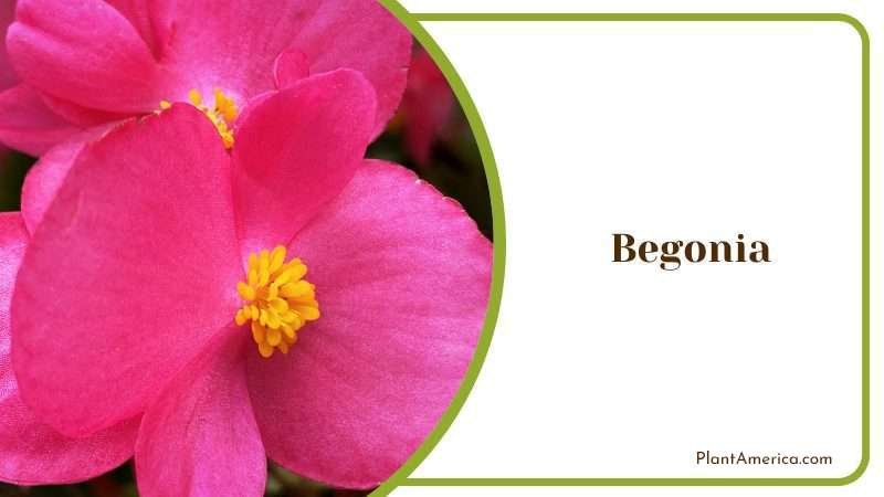 Begonia Flower Plant America Begonia Flower Plant America