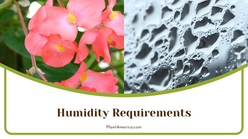 Begonia Humidity Requirements ~ PlantAmerica