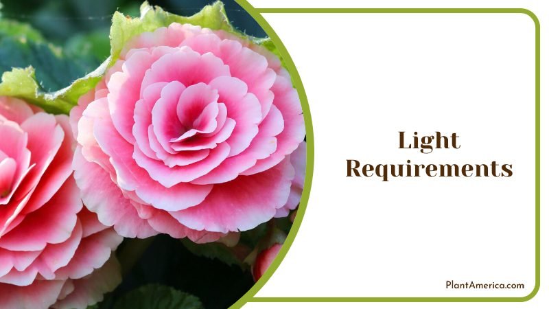 Begonia Listada tolerate direct beams of sunlight ~ PlantAmerica
