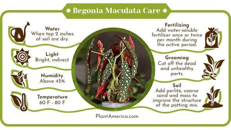 Begonia Maculata Care Infographic ~ Plant America