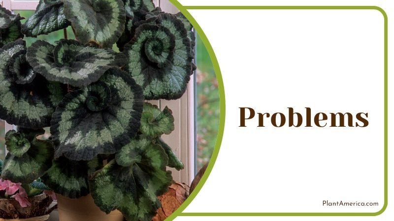 Begonia Pavonina right growing conditions ~ PlantAmerica