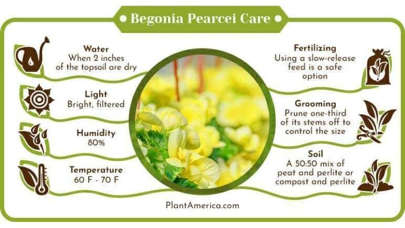 Begonia Pearcei Care Infographic ~ Plant America Begonia Pearcei Care Infographic ~ Plant America