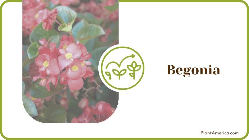 Begonia Plant America