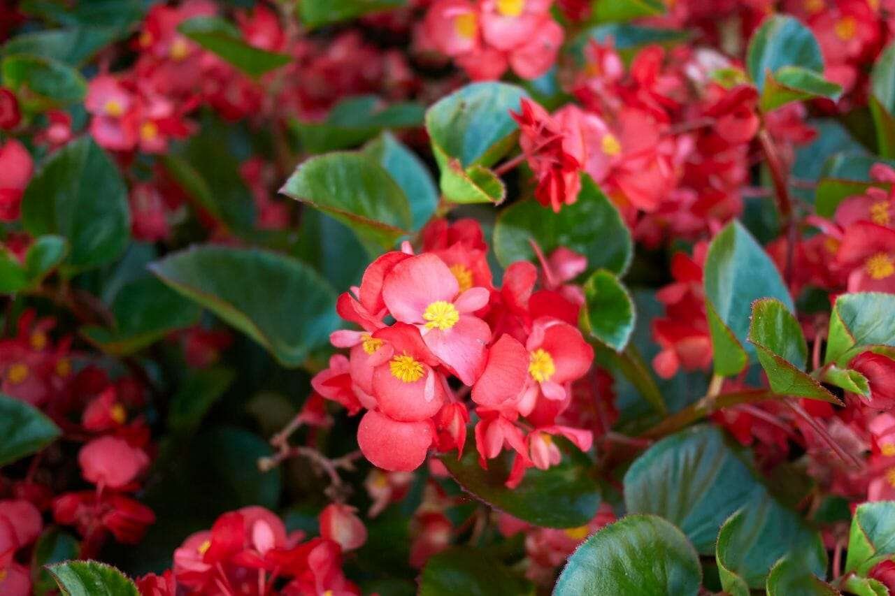 Begonia Plant America