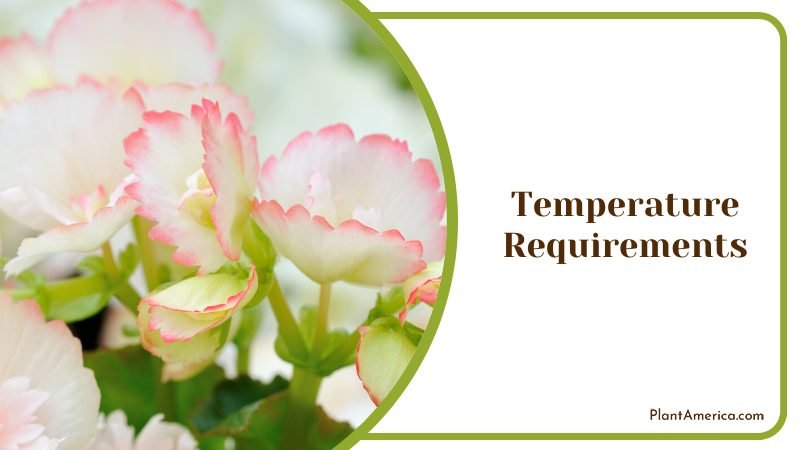 Begonia Plant better grow indoors ~ PlantAmerica