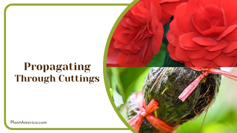 Begonia Propagating Through Cuttings ~ PlantAmerica