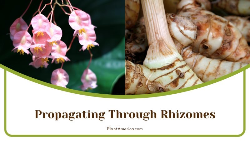 Begonia Propagating Through Rhizomes ~ PlantAmerica