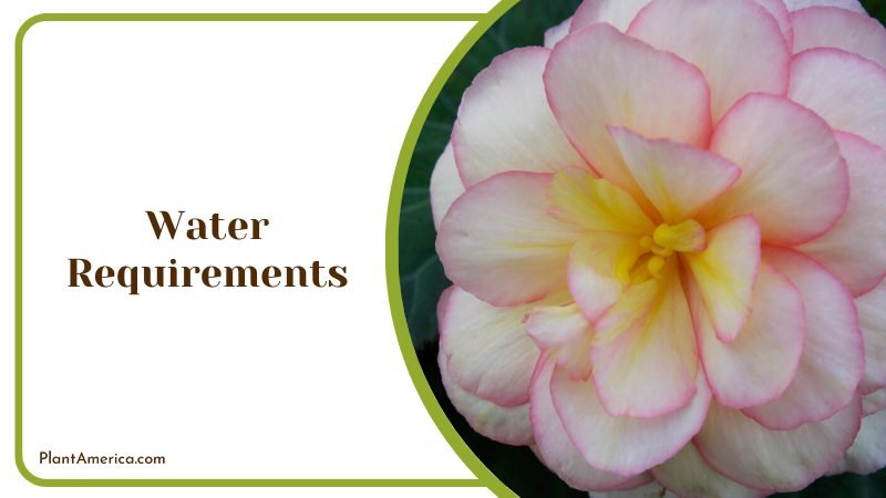 Begonia Water Requirements ~ PlantAmerica