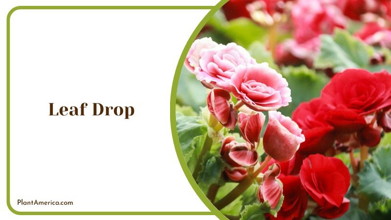 Begonia leaves start dropping ~ PlantAmerica