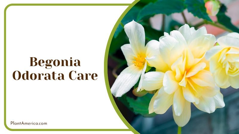 Begonia odorata also called the sweet begonia ~ PlantAmerica