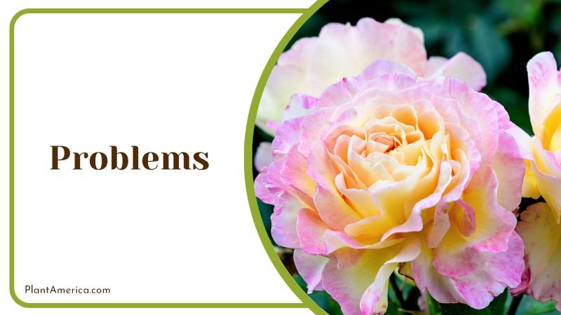 Begonia odorata flowers ~ PlantAmerica