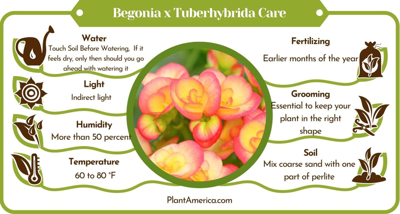 Begonia x Tuberhybrida Care Guide ~ Plant America Begonia x Tuberhybrida: Care Guide for the Plant With Large Leaves