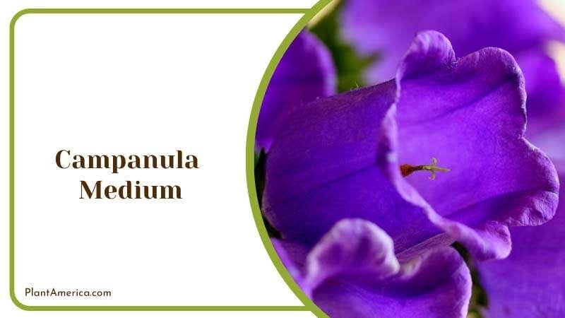 Bell Charm of Campanula Medium Plant America
