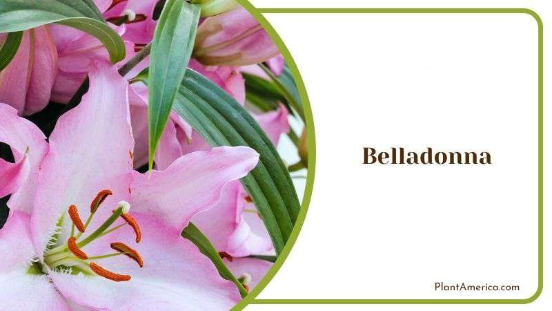 Belladonna Plant America