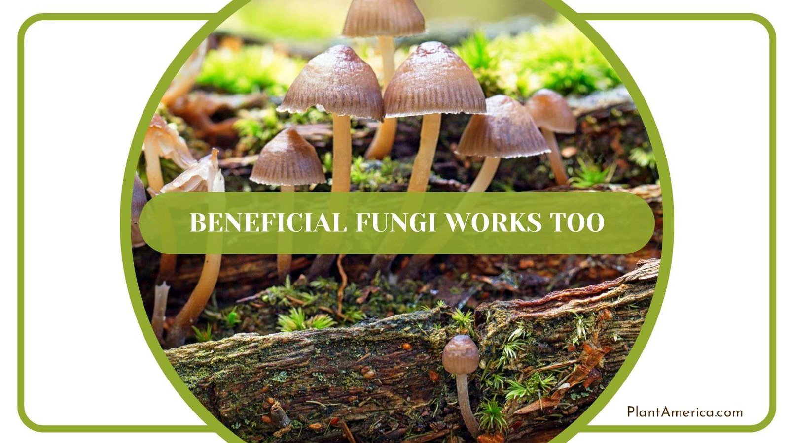 Beneficial Fungi for Killing Mealybugs Plant America