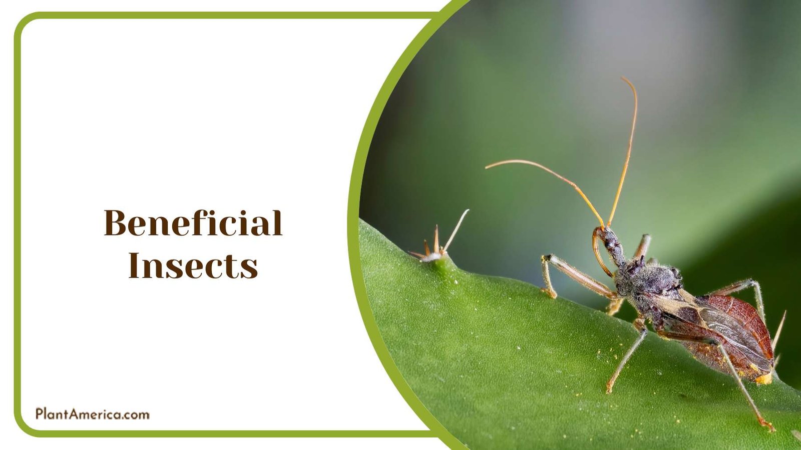 Beneficial Insects in Garden Plant America 1