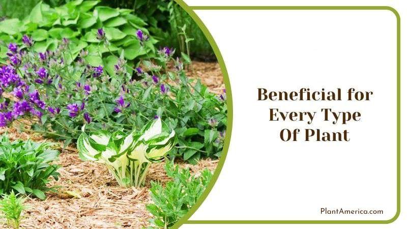 Beneficial for Every Type Of Plant PlantAmerica