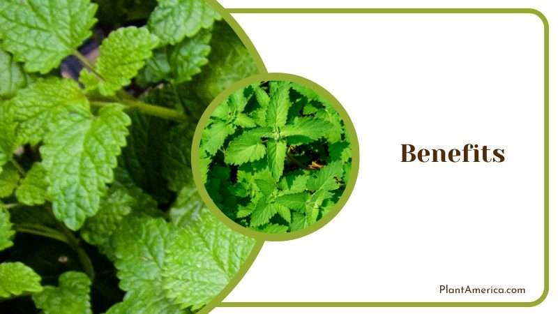 Benefits of Catnip Plants Plant America