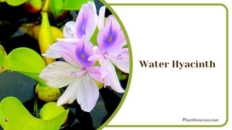 Benefits of Growing Water Hyacinth Plant America