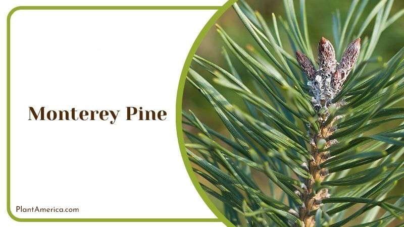 Benefits of Monterey Pine Tree PlantAmerica Benefits of Monterey Pine Tree PlantAmerica