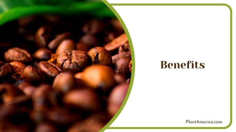 Benefits of Organic Coffee in Daily Life Plant America Benefits of Organic Coffee in Daily Life Plant America