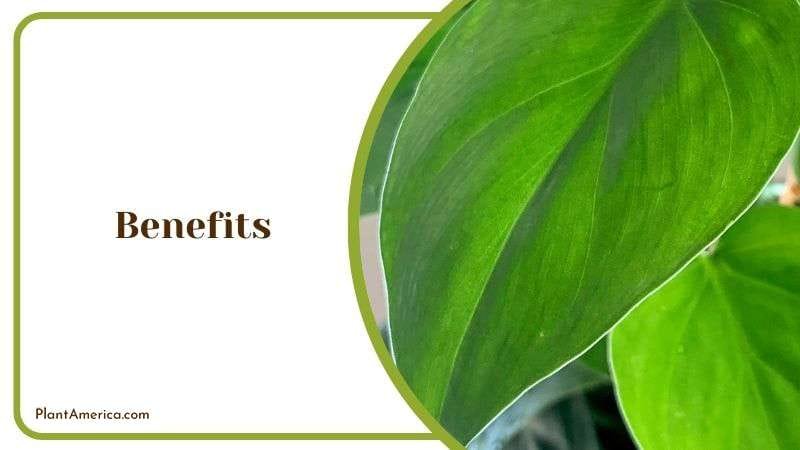 Benefits of Silver Stripe Plant Plant America